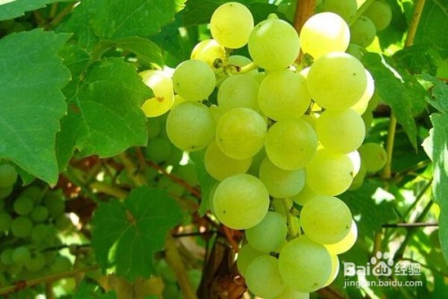 抖音上熱門小技巧二：