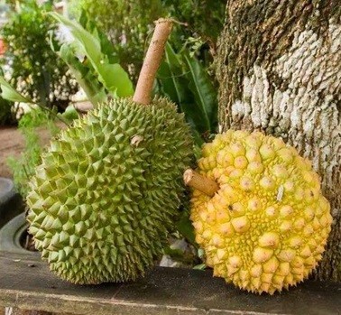 愛榴蓮吃貨俱樂部 章程