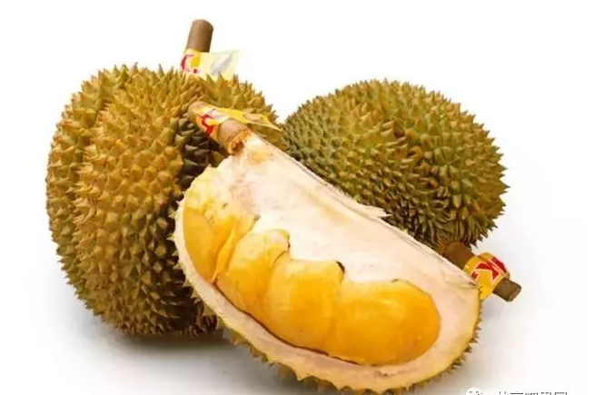 「甲倫」榴蓮--可說的上是泰國榴蓮的始祖了