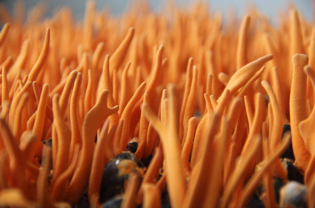 聊城市首屆電商直播節(jié)暨直播帶貨大賽啟動(dòng)儀式在山東抖創(chuàng)直播基地