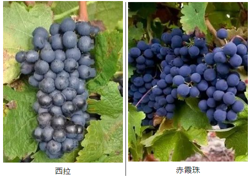 【共享云倉】佳怡供應(yīng)鏈的創(chuàng)新